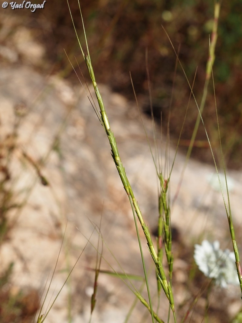 Goatgrass photo 7