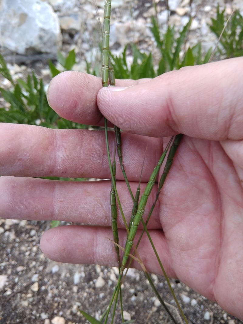 Tausch'S Goatgrass photo 2