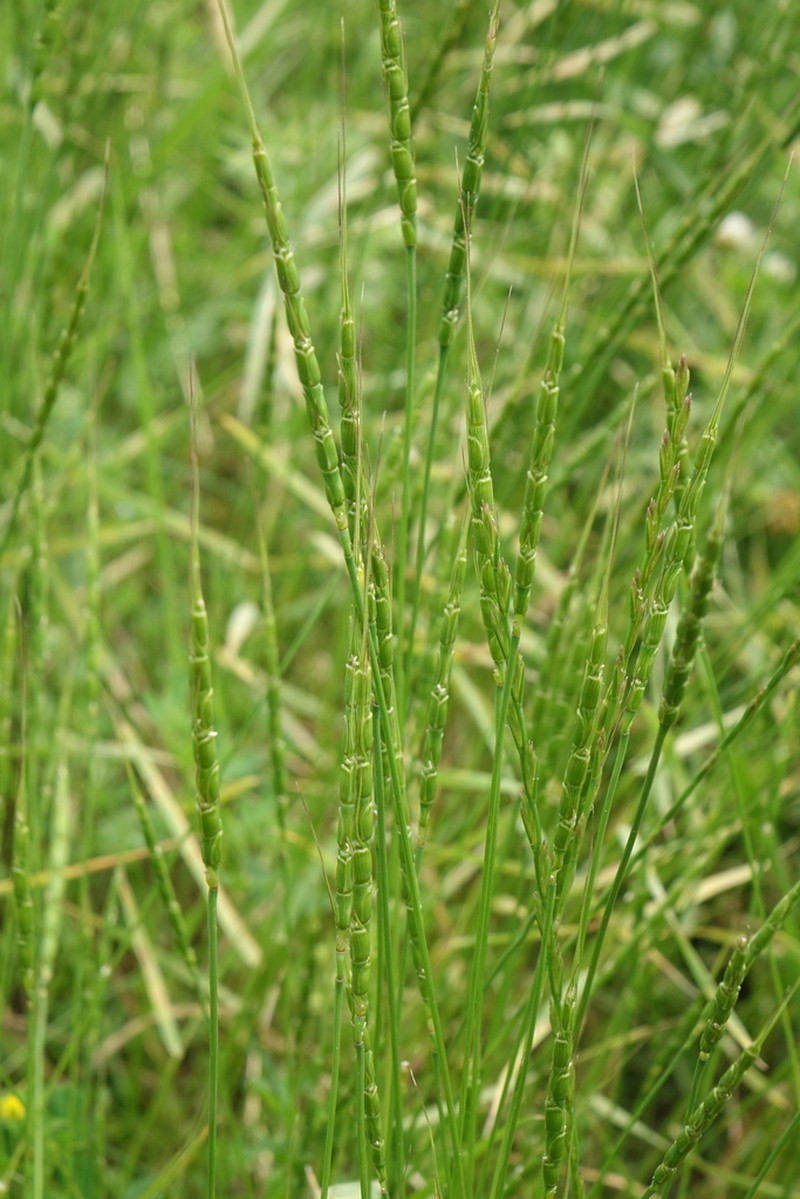 Tausch'S Goatgrass photo 3
