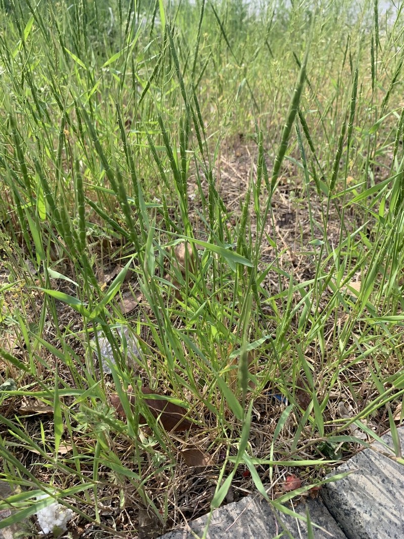 Tausch'S Goatgrass photo 4