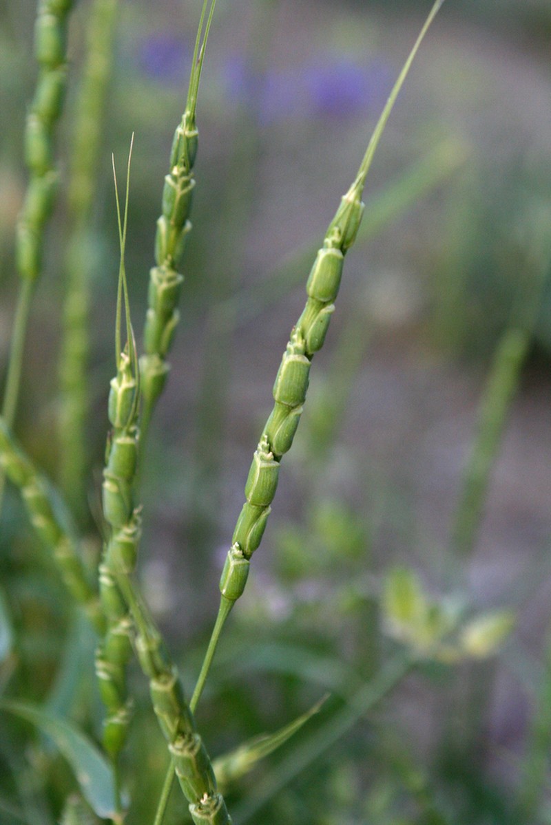 Tausch'S Goatgrass photo 5