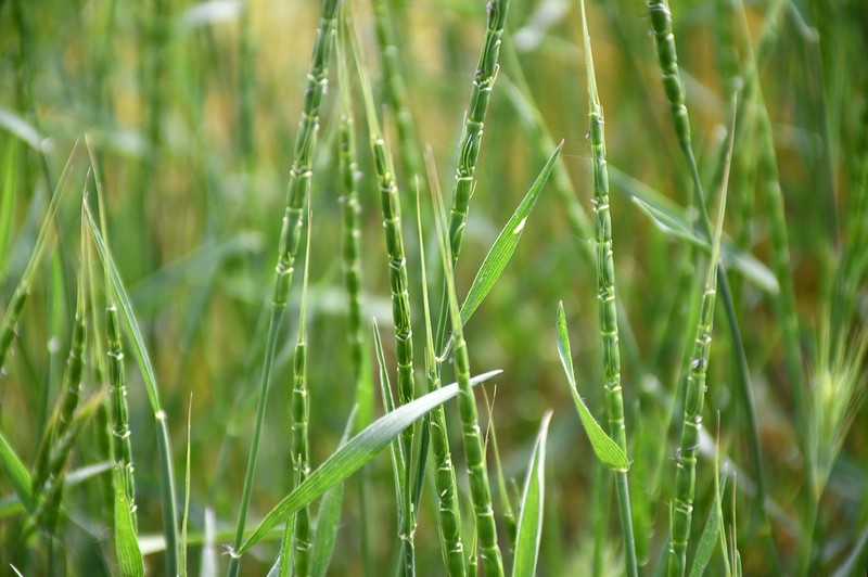 Tausch'S Goatgrass photo 6
