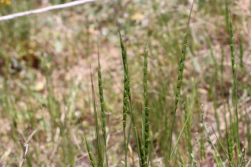 Tausch'S Goatgrass photo 7