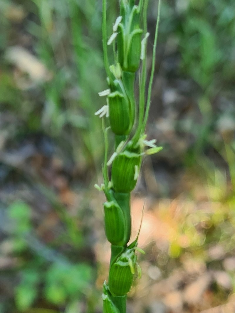 Tausch'S Goatgrass photo 8