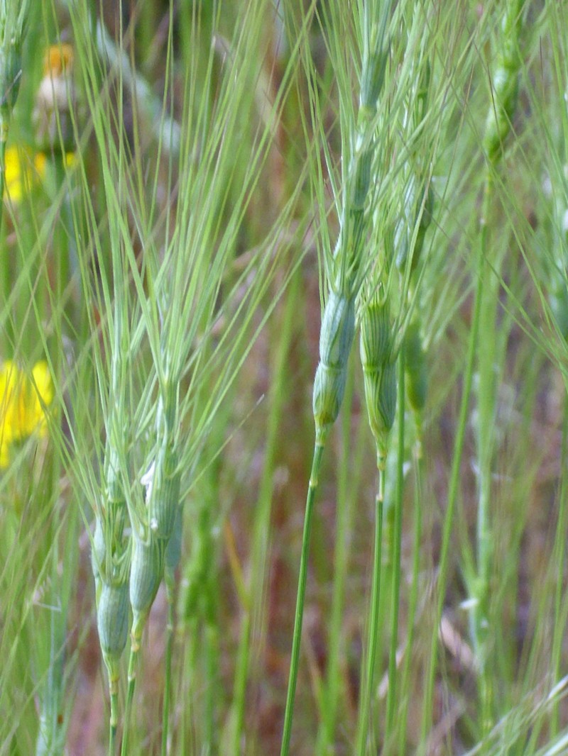 Barbed Goatgrass photo 3