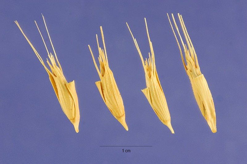 Barbed Goatgrass photo 4