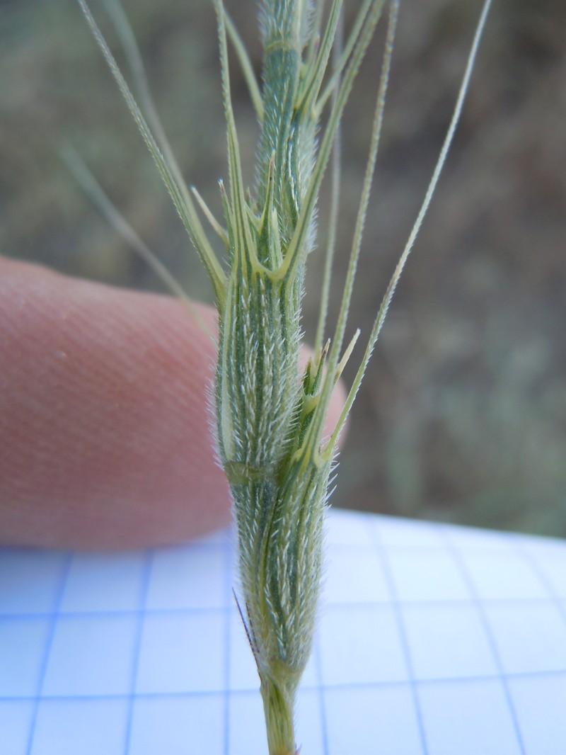 Barbed Goatgrass photo 5