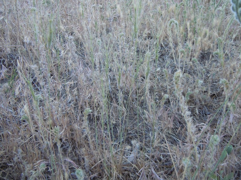 Barbed Goatgrass photo 6