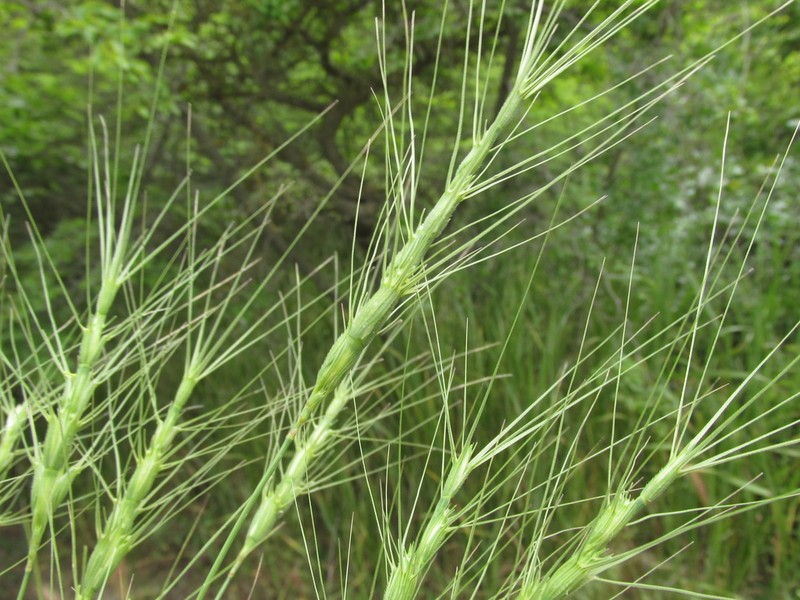 Barbed Goatgrass photo 7