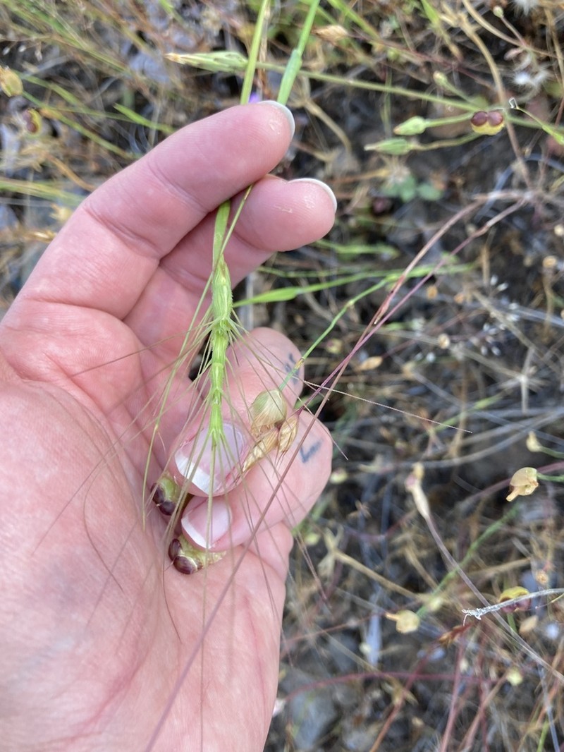 Barbed Goatgrass photo 8