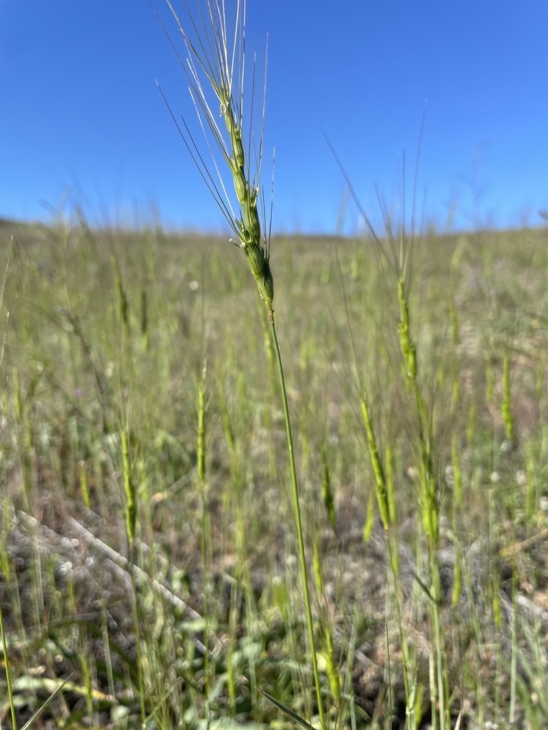 Barbed Goatgrass photo 9
