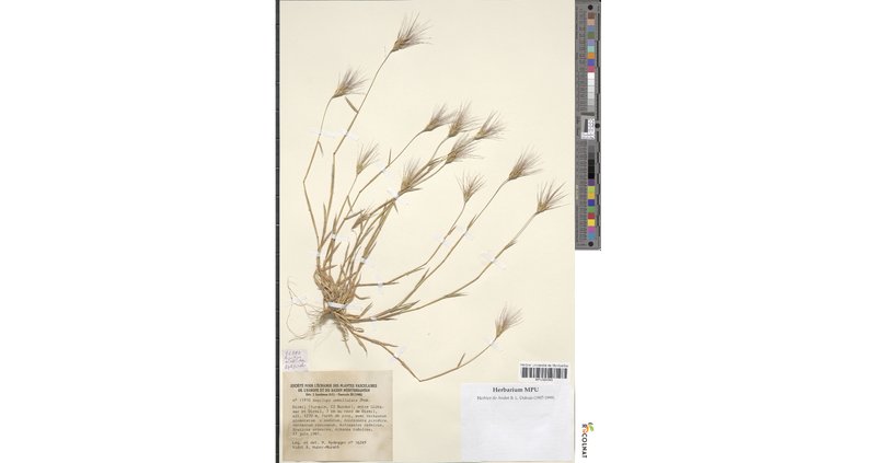 Goatgrass