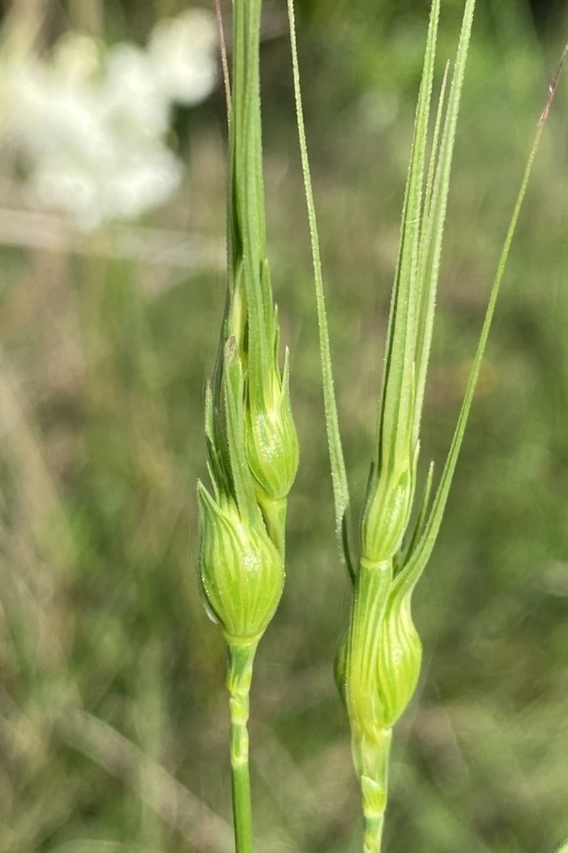 Aegilops uniaristata