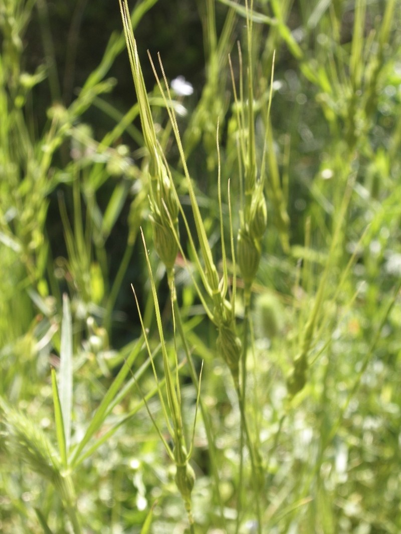 Aegilops uniaristata photo 2