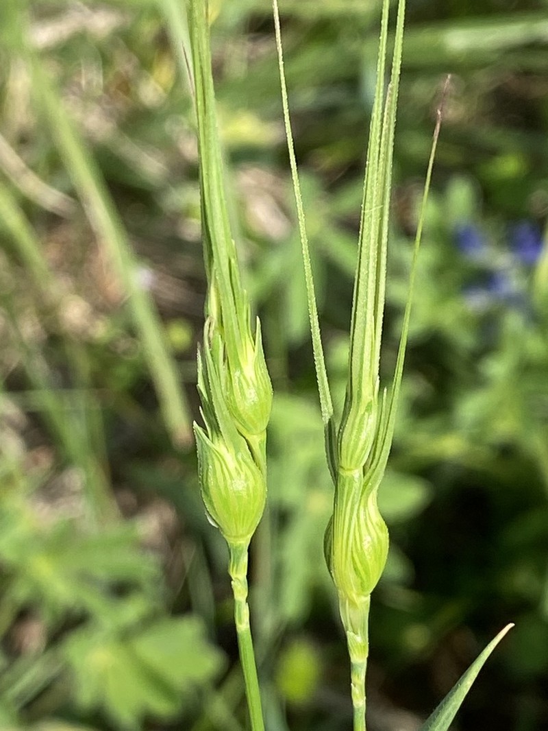 Aegilops uniaristata photo 3