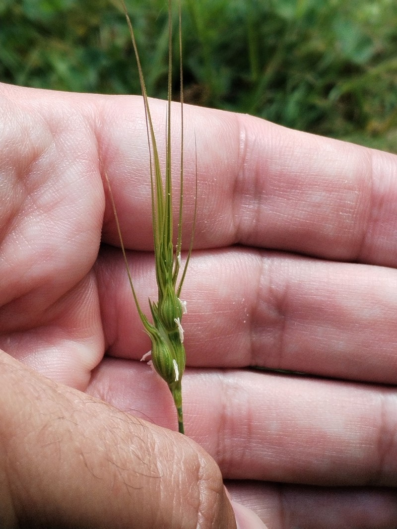Aegilops uniaristata photo 4