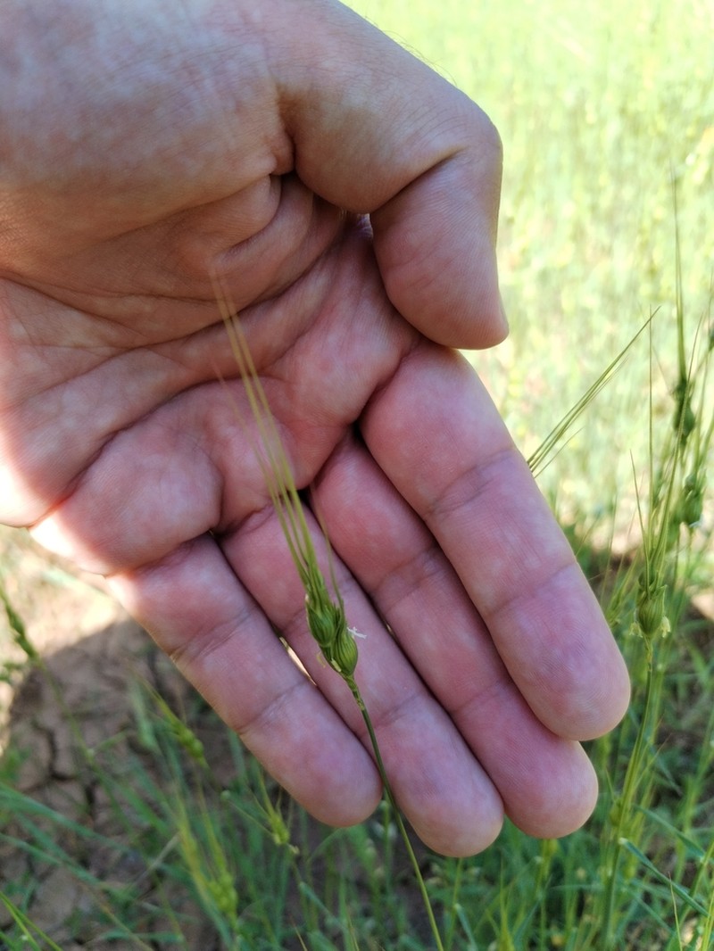 Aegilops uniaristata photo 5