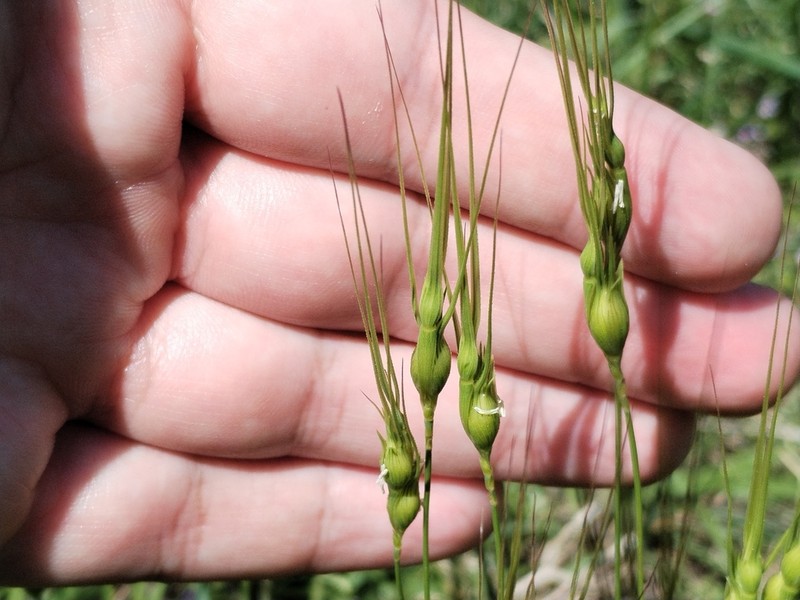 Aegilops uniaristata photo 6