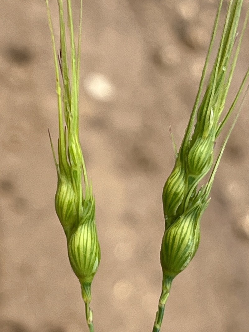 Aegilops uniaristata photo 7
