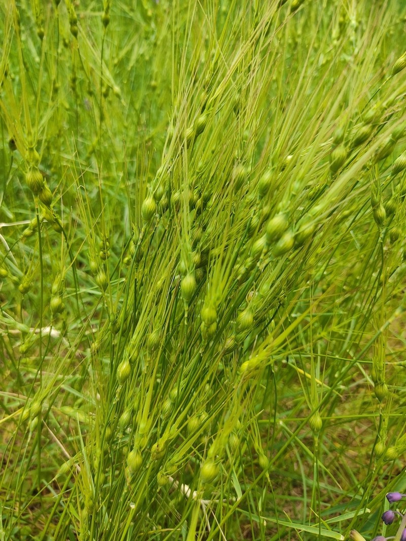 Aegilops uniaristata photo 8