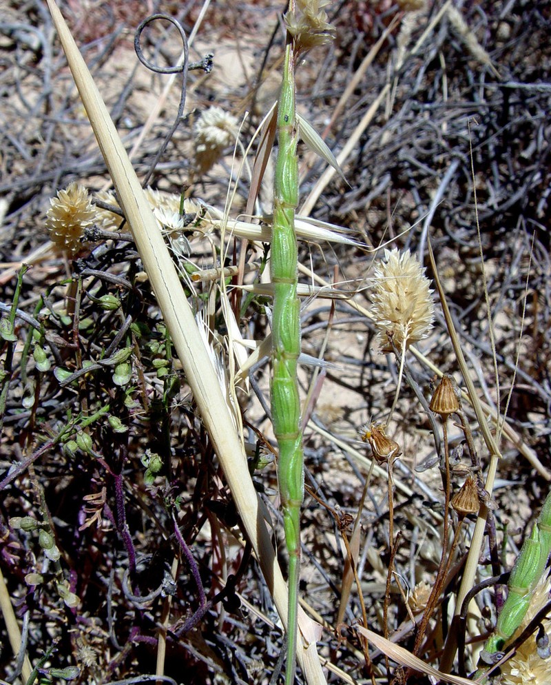 Aegilops vavilovii