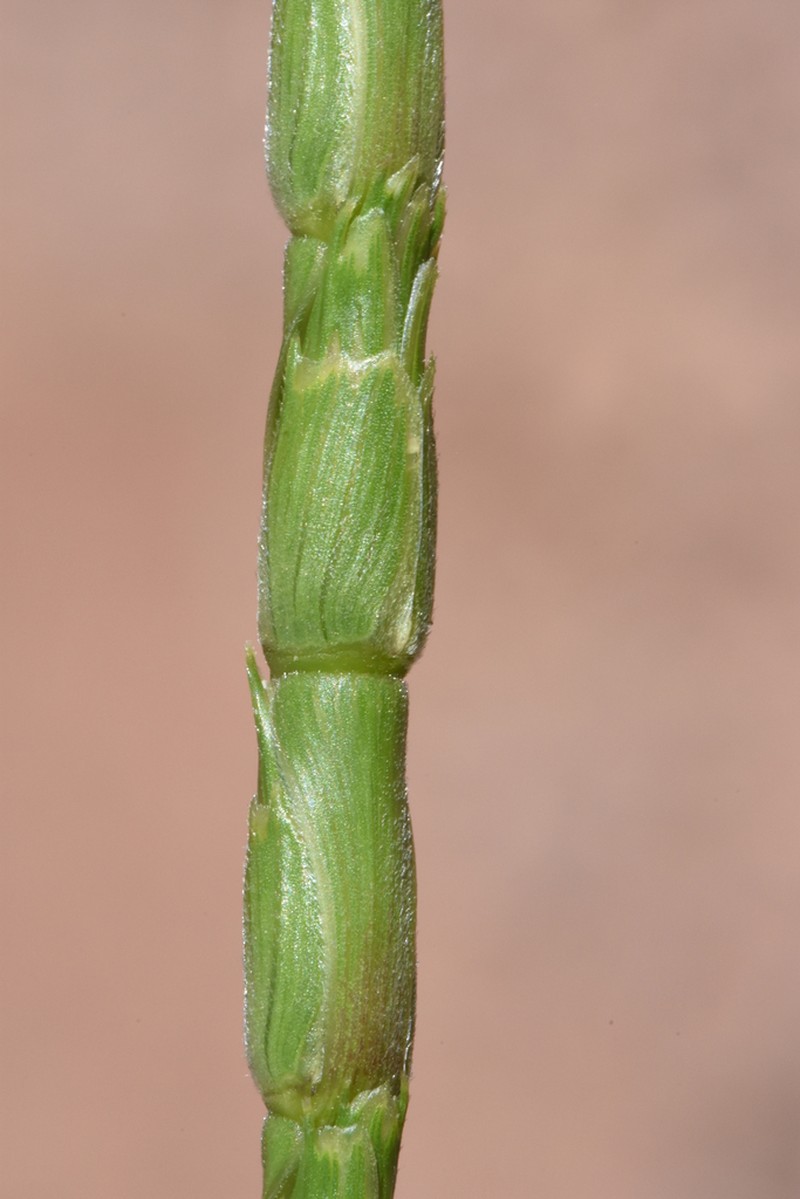 Aegilops vavilovii photo 2