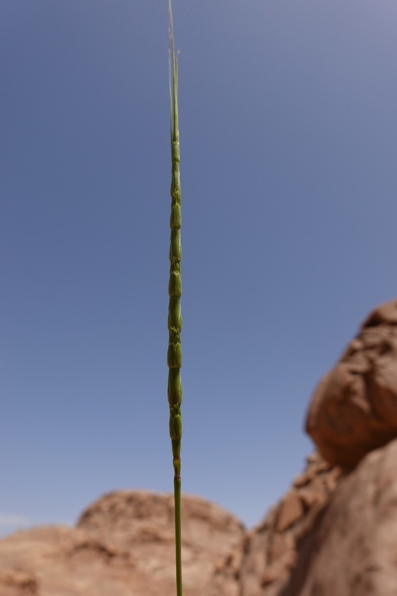 Aegilops vavilovii photo 3