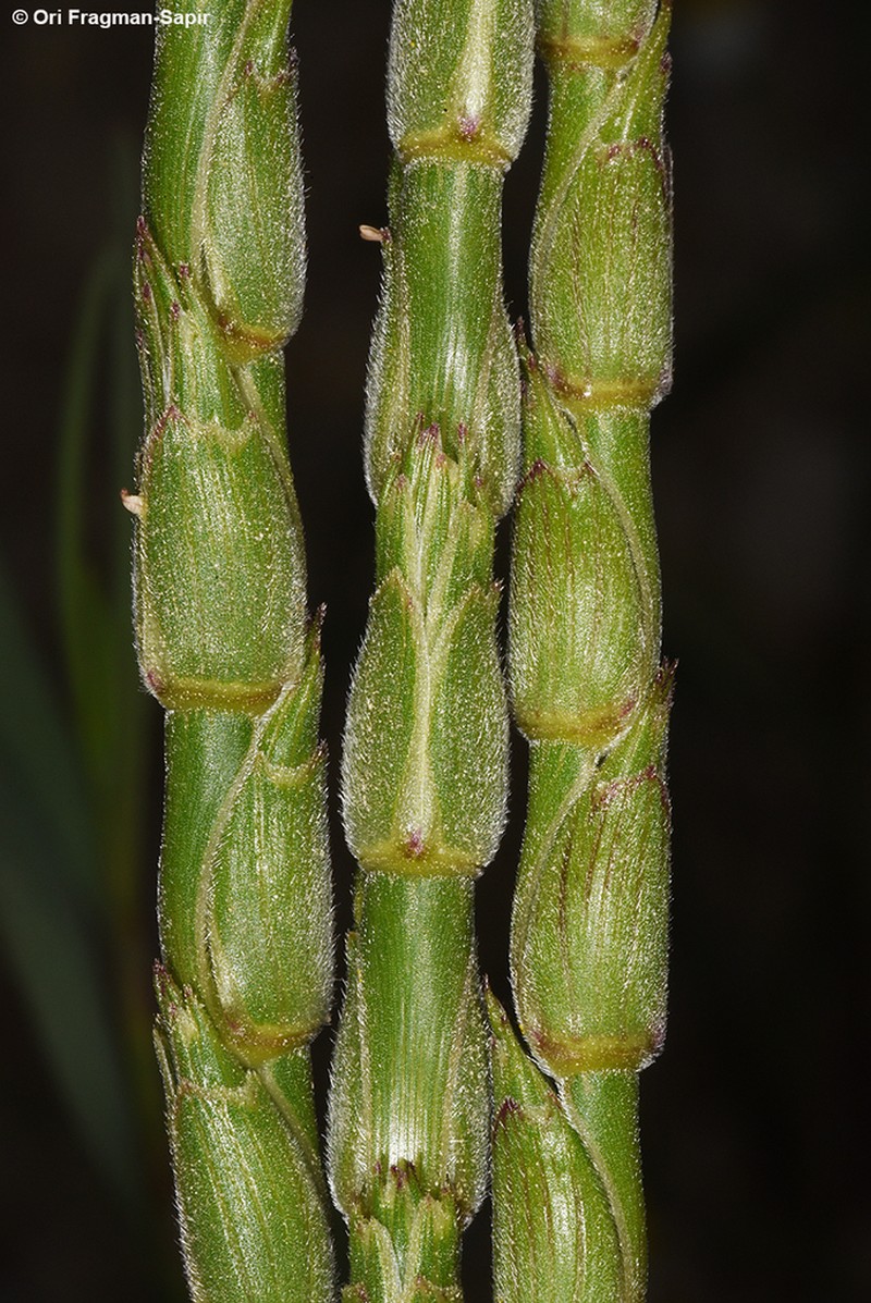 Aegilops vavilovii photo 4