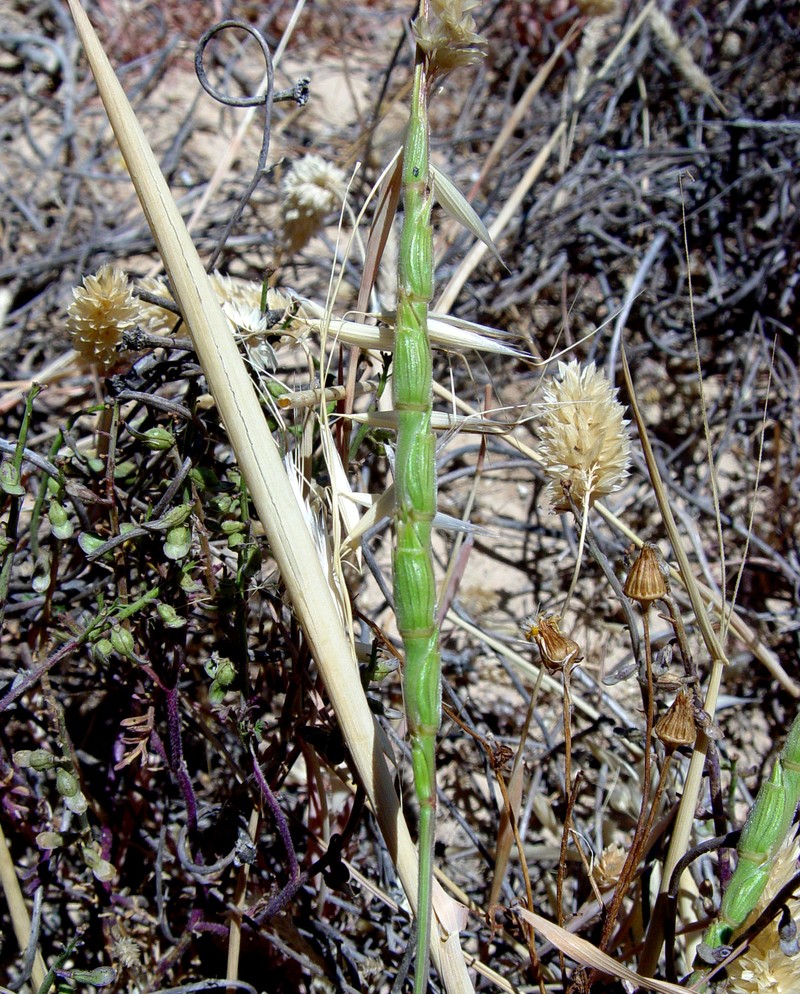 Aegilops vavilovii photo 5