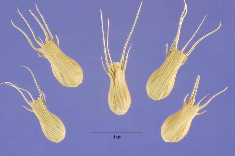 Goatgrass