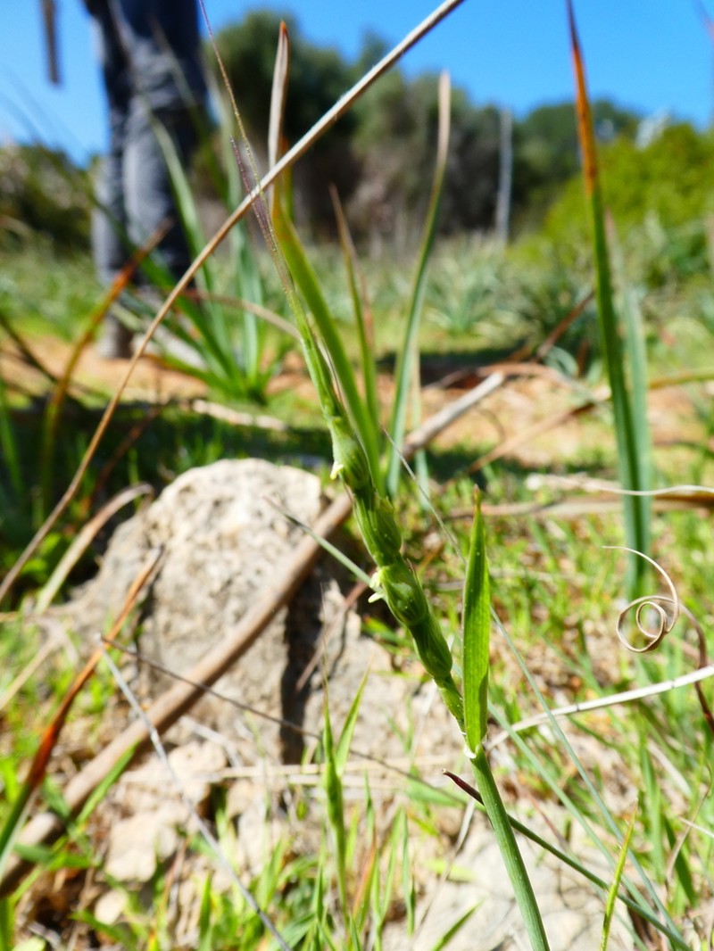 Goatgrass photo 2