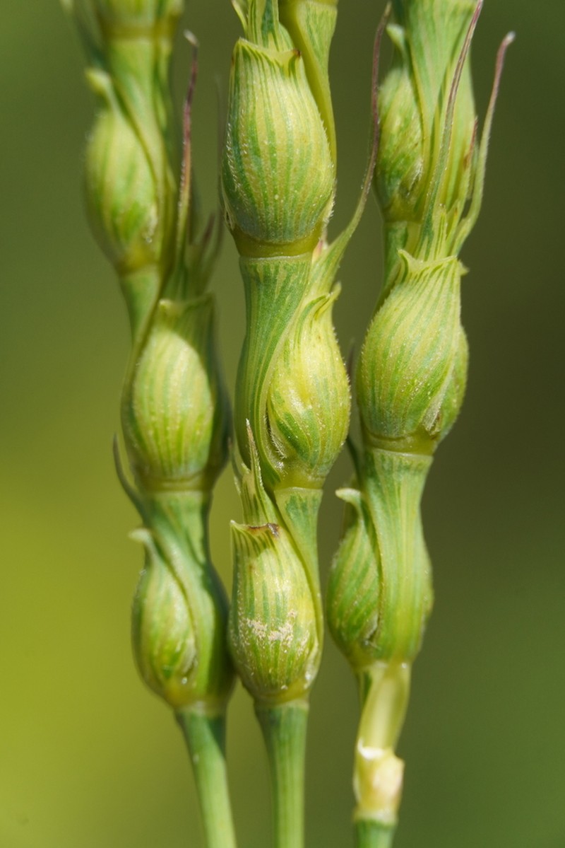 Goatgrass photo 3