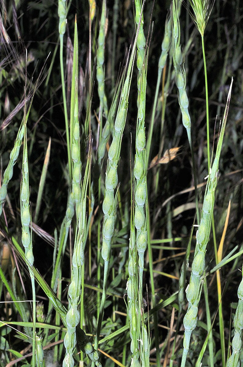 Goatgrass photo 4