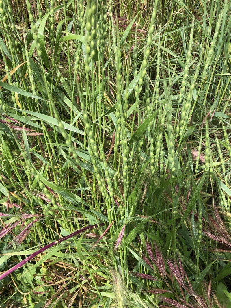 Goatgrass photo 5