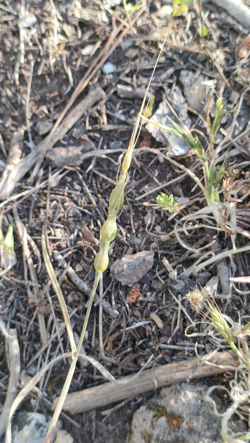 Goatgrass photo 6