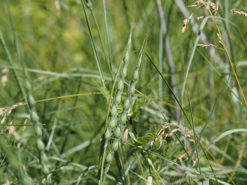 Goatgrass photo 7