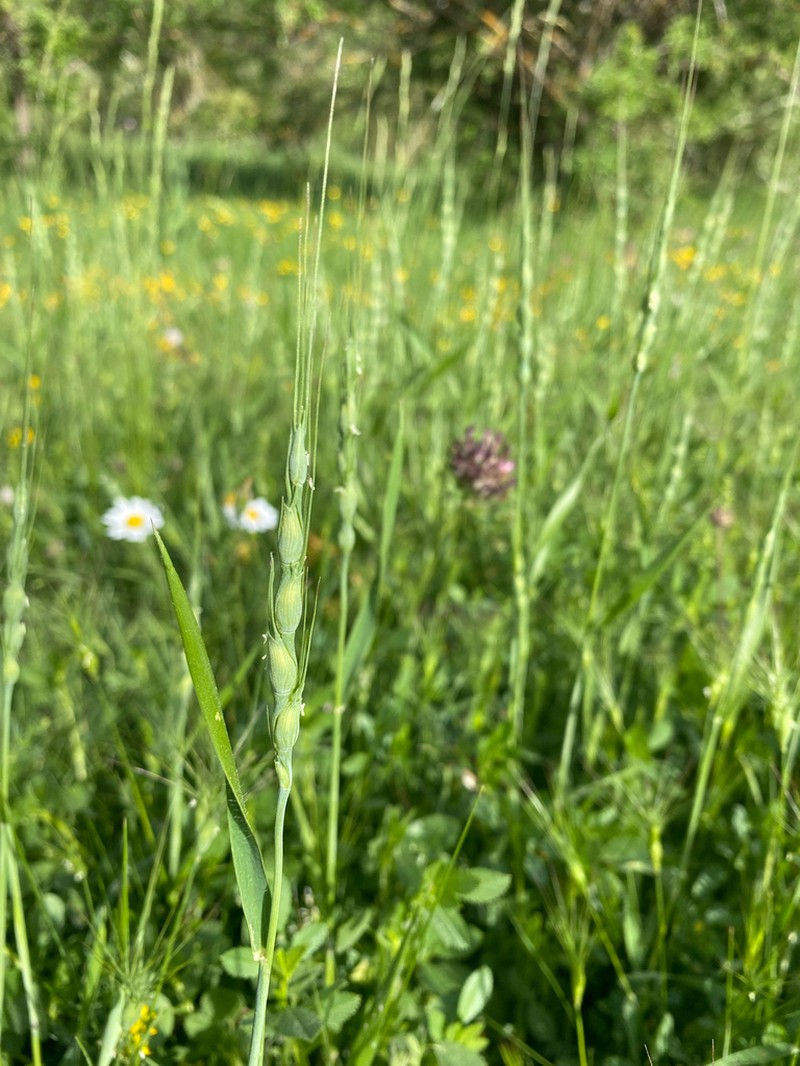 Goatgrass photo 8