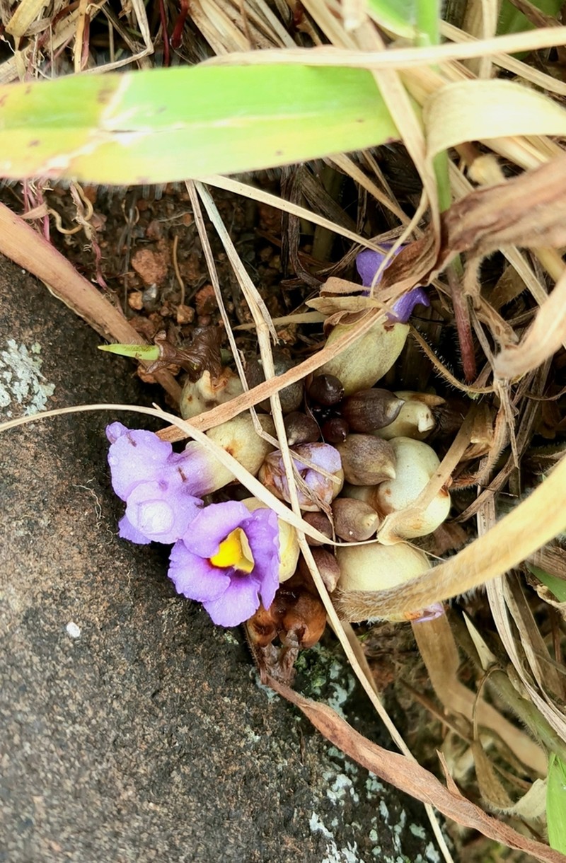 Aeginetia acaulis