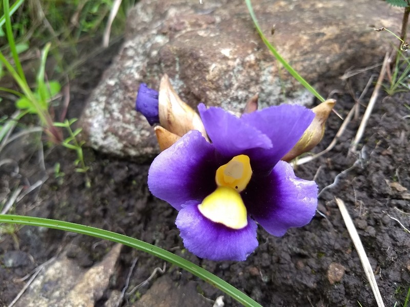 Aeginetia acaulis photo 2