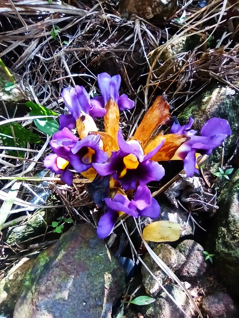 Aeginetia acaulis photo 3