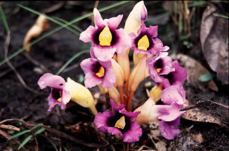 Aeginetia acaulis photo 4