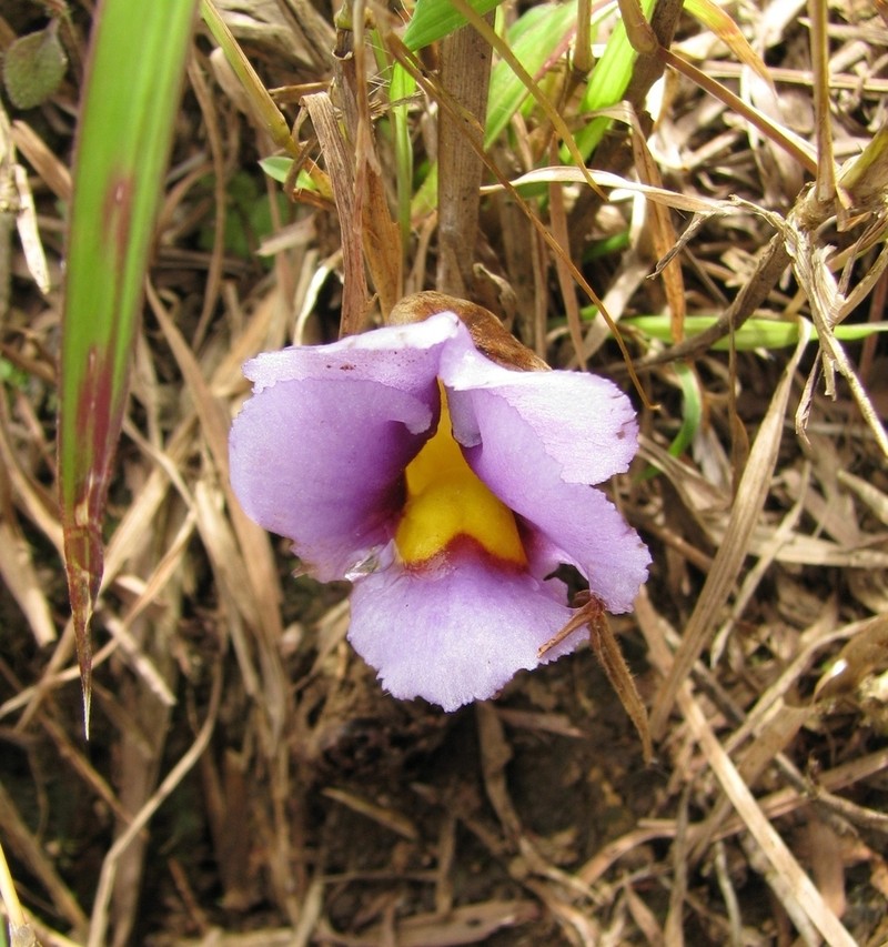 Aeginetia acaulis photo 5