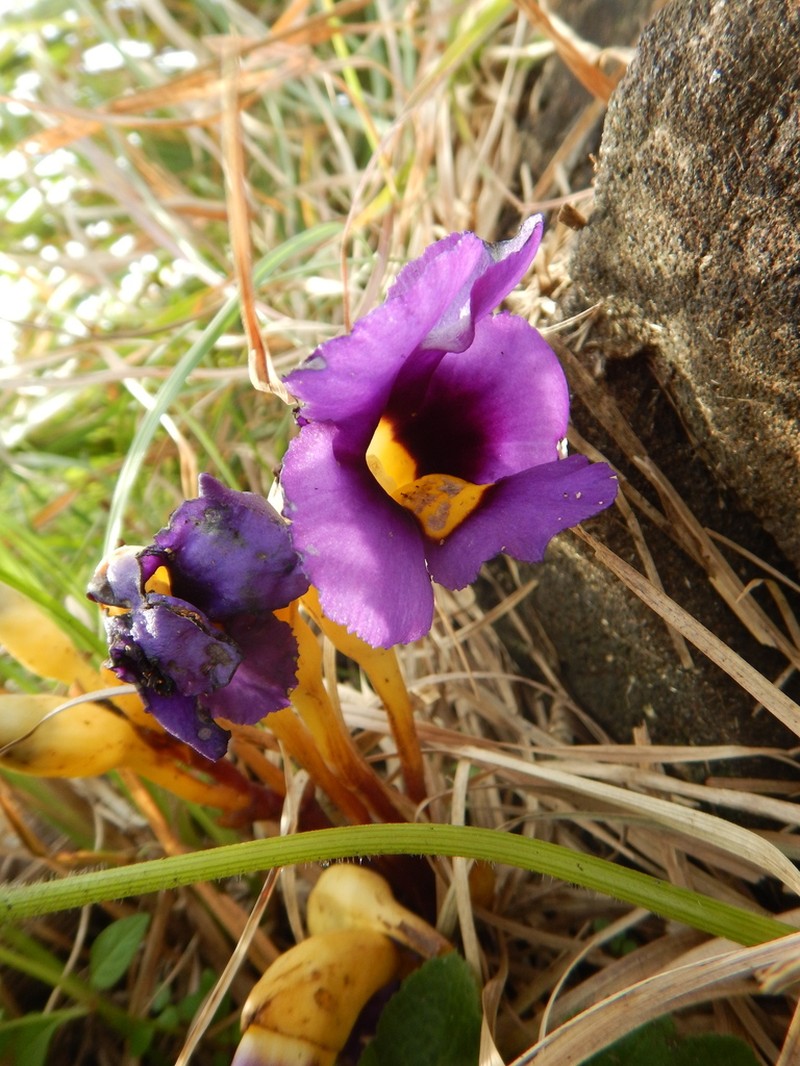 Aeginetia acaulis photo 6