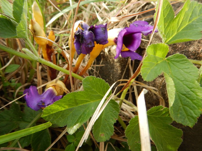 Aeginetia acaulis photo 7