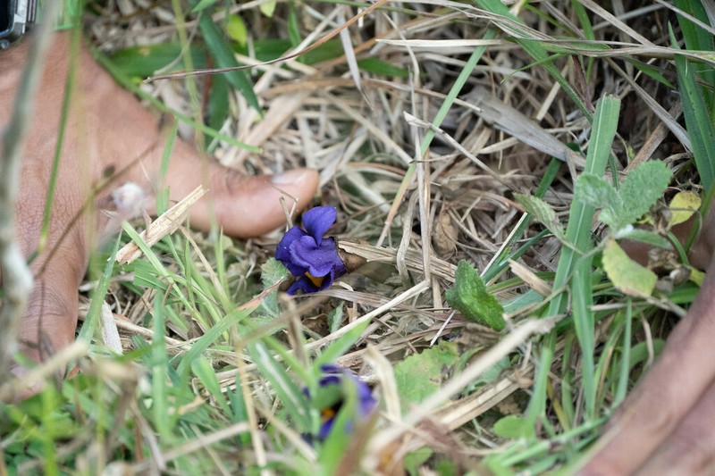 Aeginetia acaulis photo 8