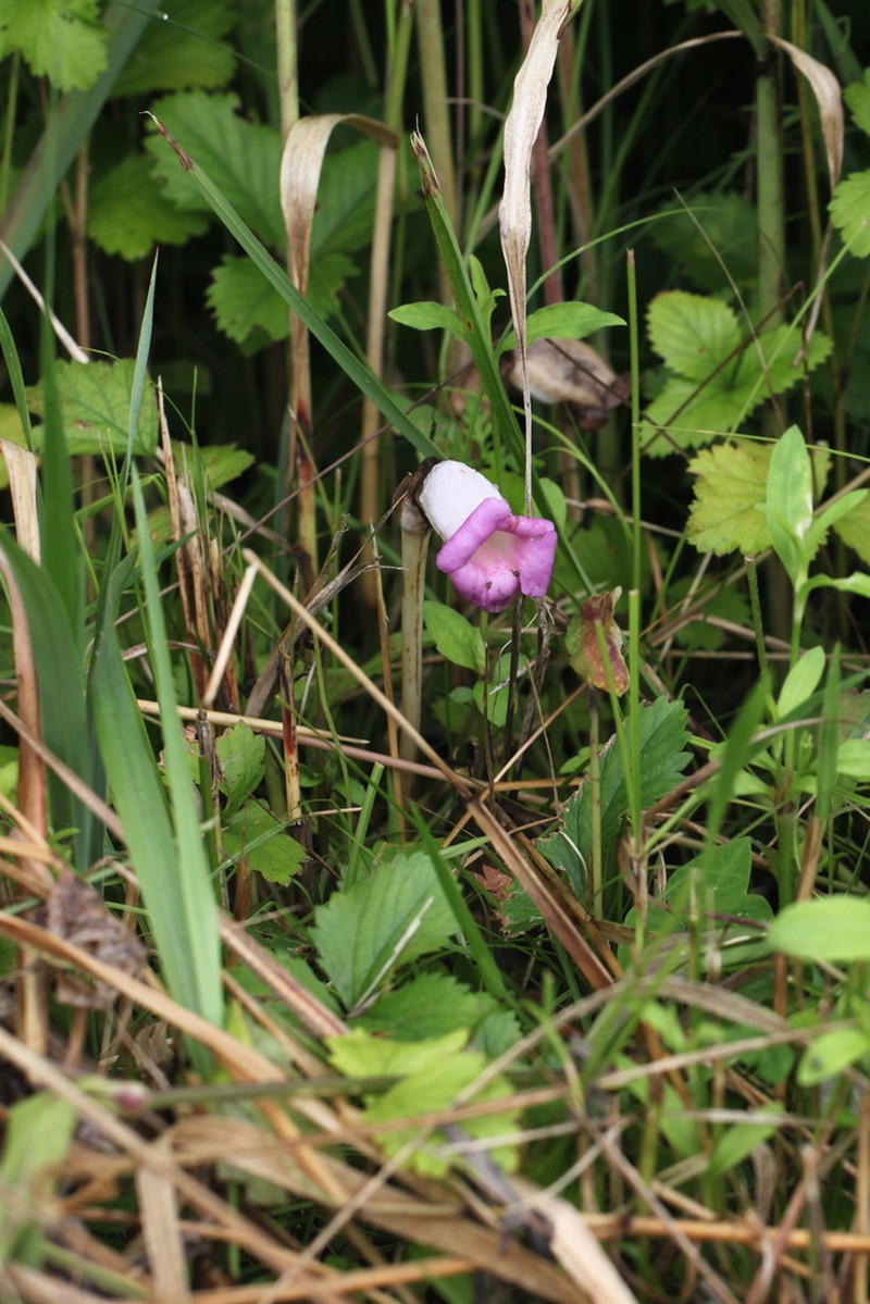 Aeginetia sinensis photo 2