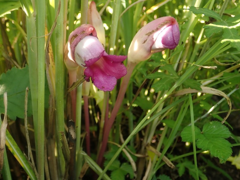 Aeginetia sinensis photo 4