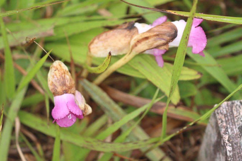 Aeginetia sinensis photo 5