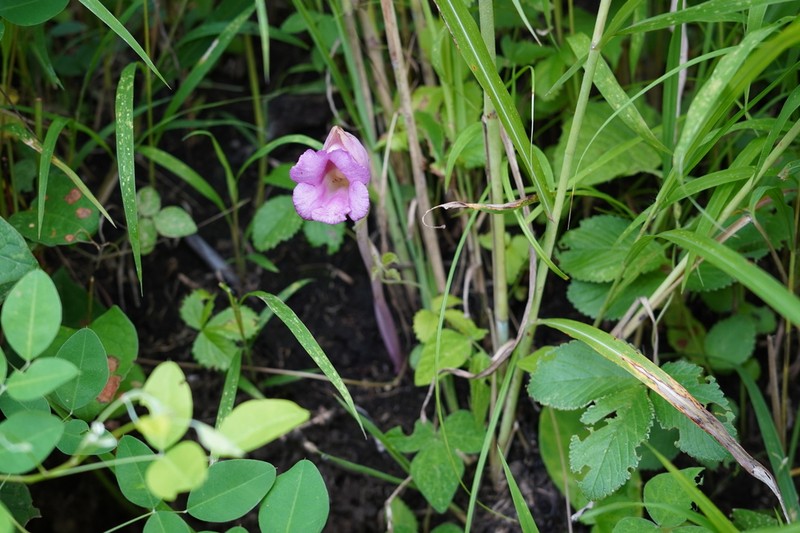 Aeginetia sinensis photo 6