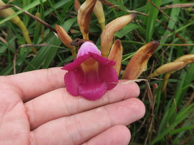 Aeginetia sinensis photo 7